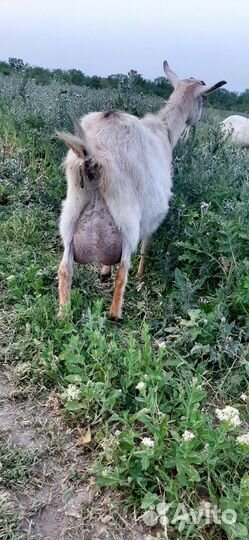 Коза