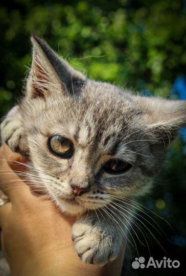 Кошка Британская