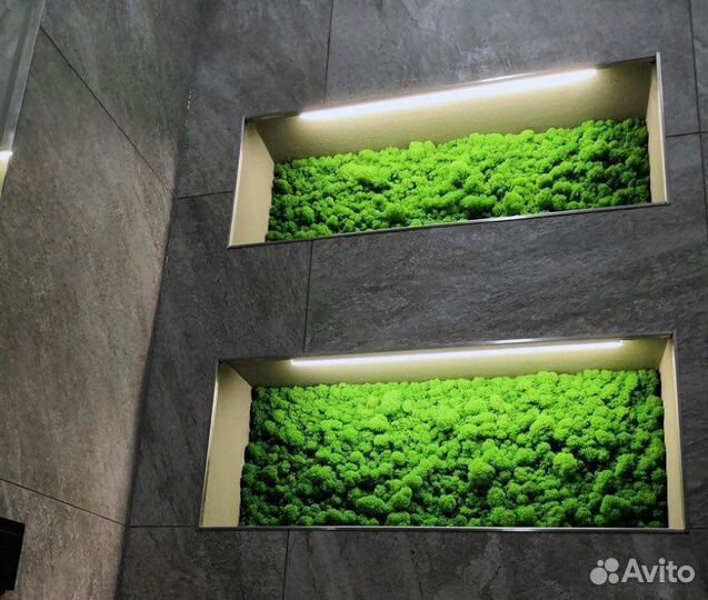Фитостена мох и искусственные растения
