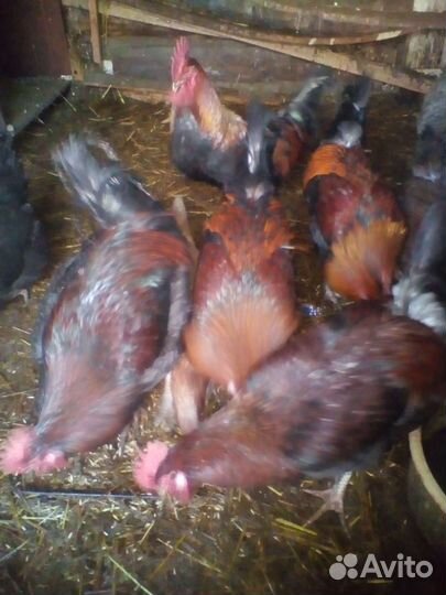 Петушки домашние.1 год