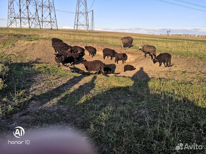 Бараны овцы 20 штук