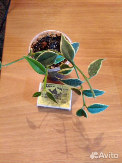 Хойя Лакуноза перангин, и другие хойи