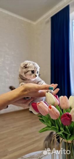 Шотландские вислоухие котята