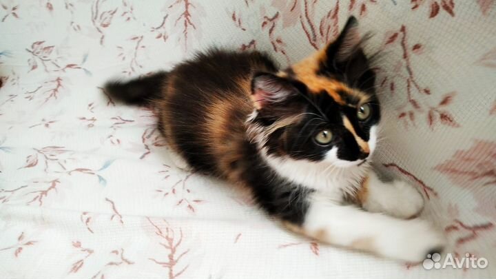 Кошка в дар