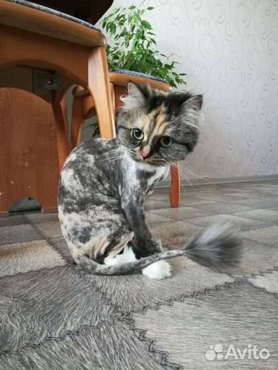 Грумер.Стрижка кошек.Вычес колтунов