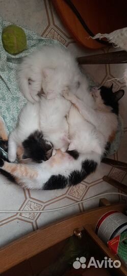 Отдам в добрые руки котят