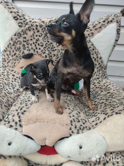 Мальчик породы той- терьер