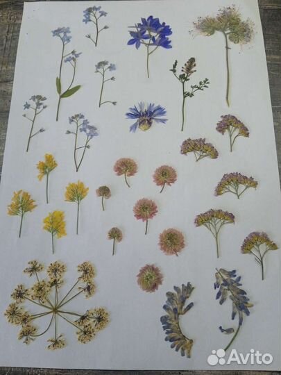 Сухоцветы