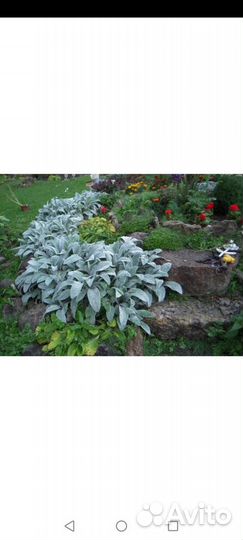 Почвопокровные растения для альпийской горки