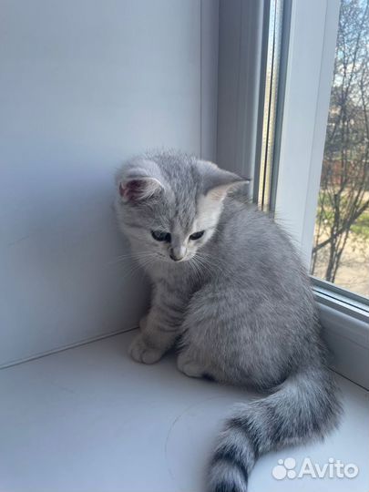 Котята шотландские