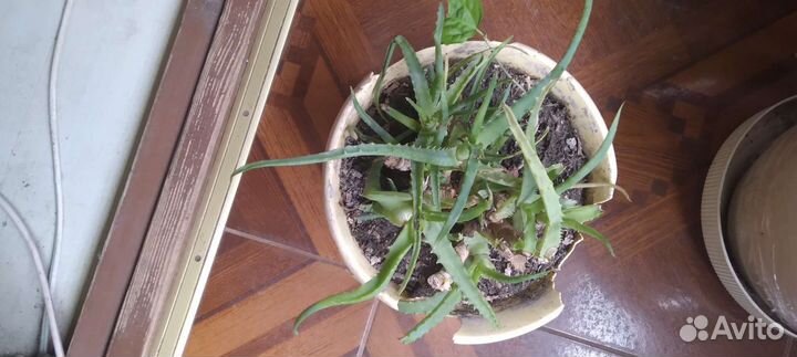 Алоэ лечебный