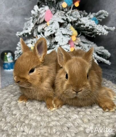 Карликовые кролики с доставкой по РФ объявление продам