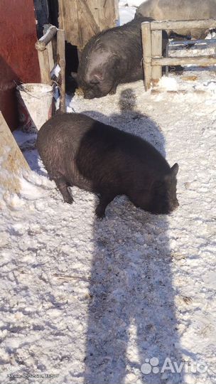 Вьетнамская вислобрюхая свиноматка