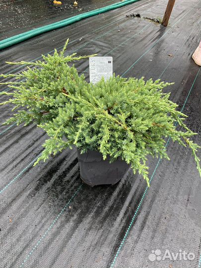 Можжевельник в ассортименте