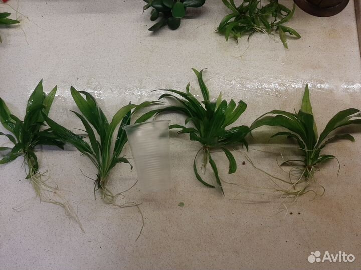 Эхинодорус амазонский