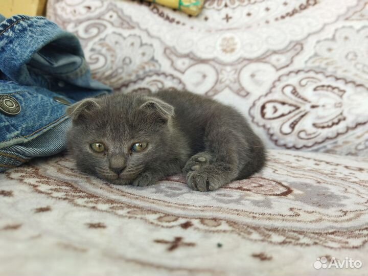 Вислоухие котята