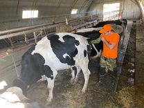 Осеменение коров и тёлок, исследование на узи