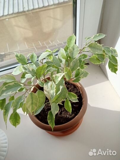 Фикус бенджамина