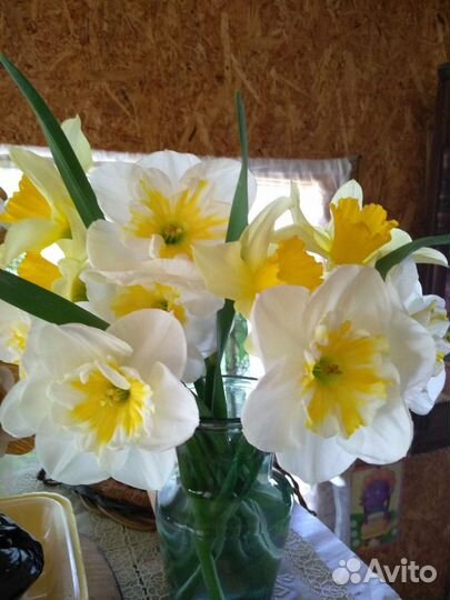Нарциссы многолетние