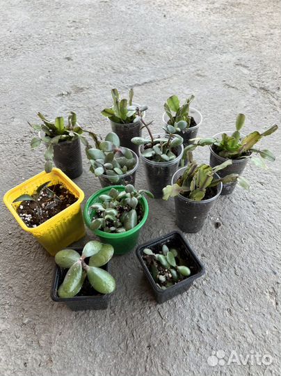 Декабрист, толстянка, эпифиллум