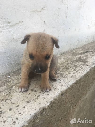 Собака в добрые руки отдам бесплатно