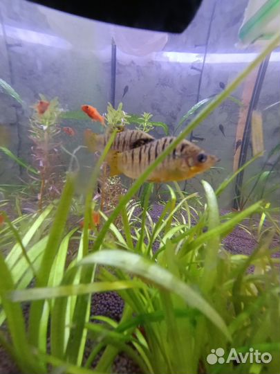 Аквариумные рыбки