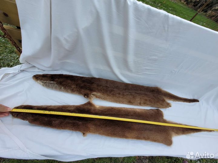 Шкура выдры