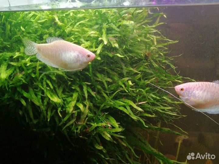 Аквариумные растения