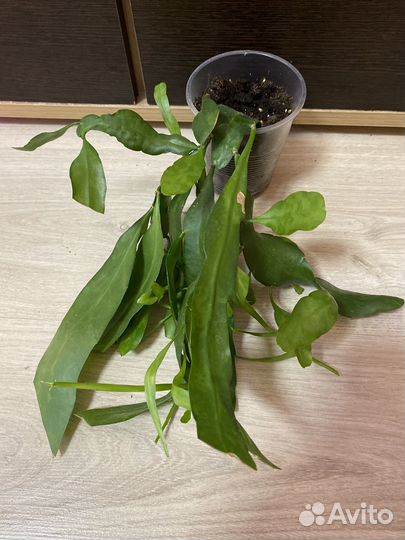 Разные комнатные растения