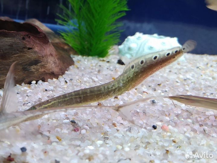 Макрогнатус глазчатый