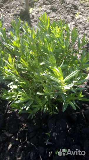 Тархун, укроп.дерево, розмарин, хрен, пряные