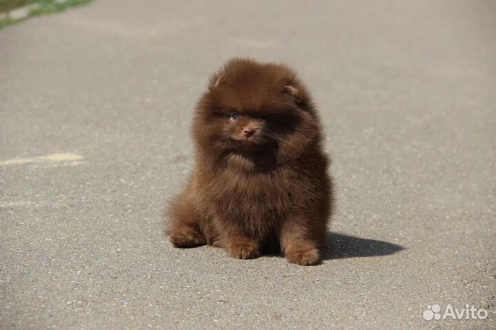 Шоколадная помераночка девочка Шпиц