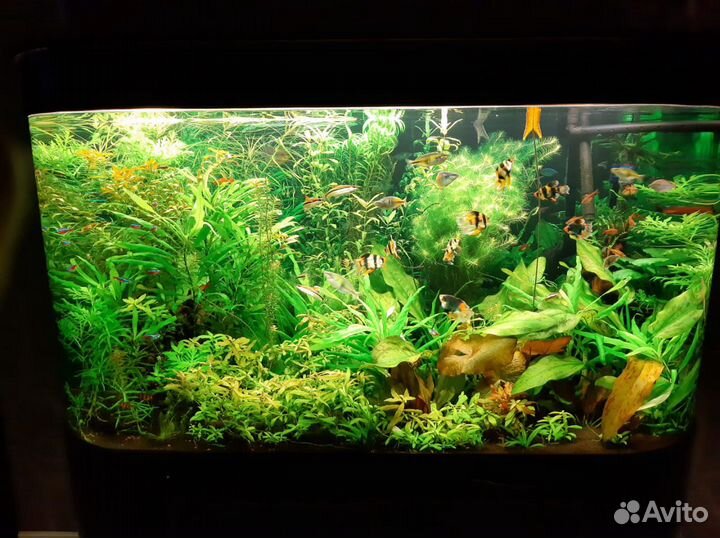 Обслуживание аквариума. Чистка. Быстрый запуск