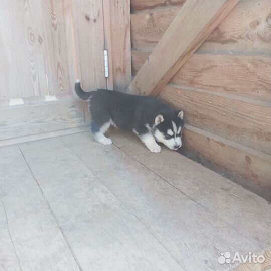 Щенки сибирской хаски