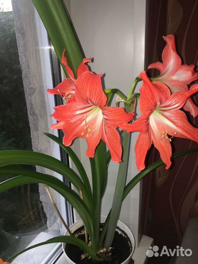 Комнатный цветок Гиппеаструм/ Пеперомия