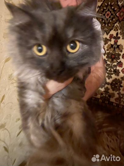 Кошка