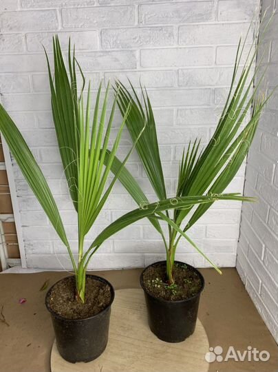 Пальма вашингтония