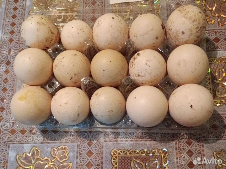 Домашние яйца индоуток