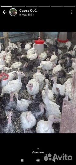 Индюки индюшата