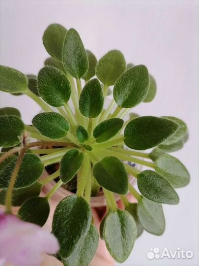 Мини фиалки