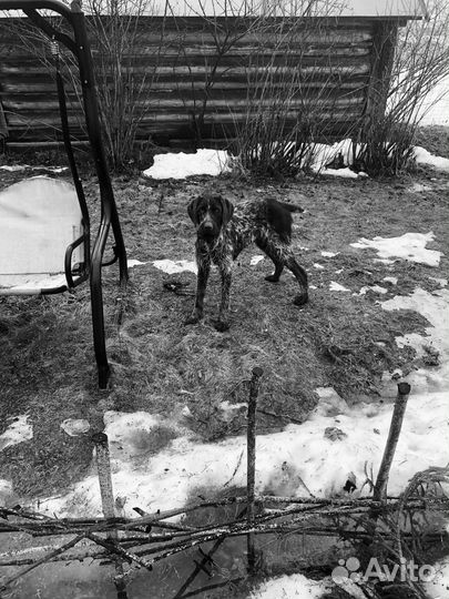 Дратхар,вязка