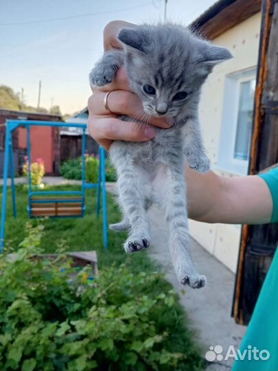 Шотландские котята