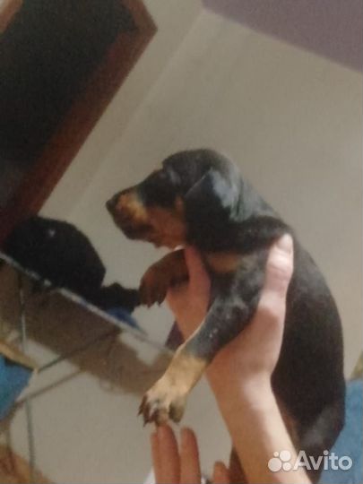 Щенки добермана