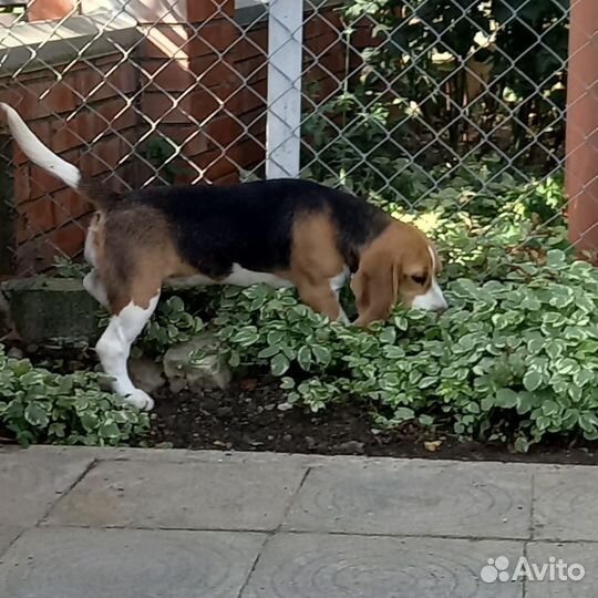 Бигль, девочки