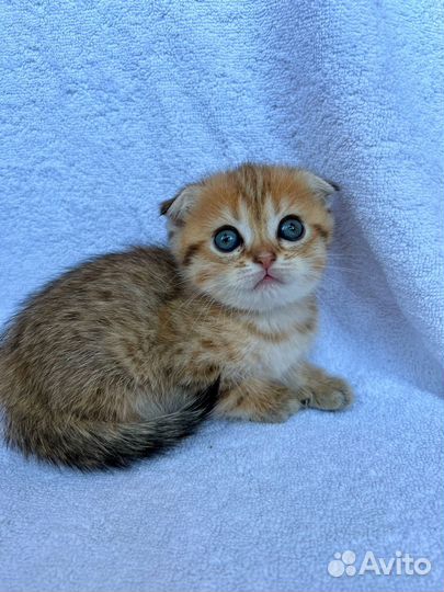 Шотландские котята