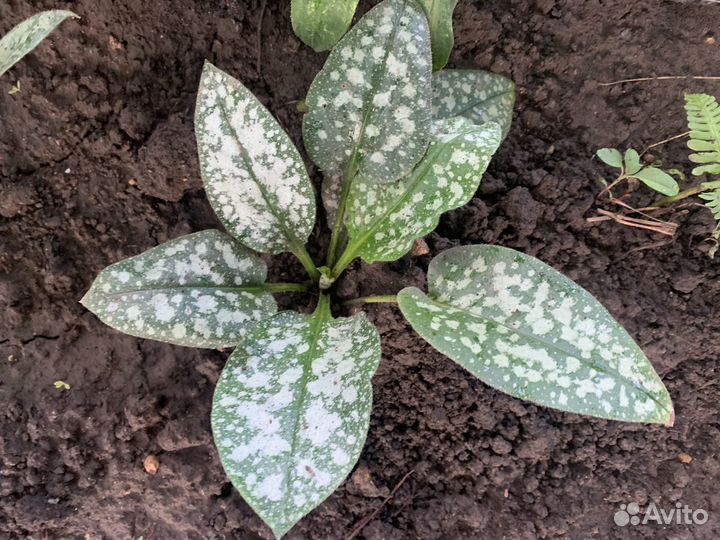 Растения для сада гортензии, лилейники