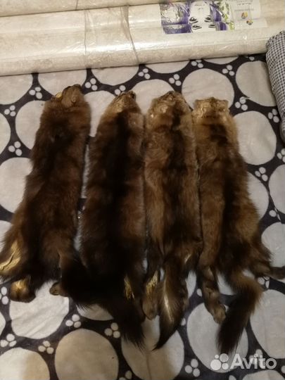 Шкурки соболя