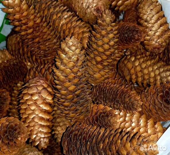 Шишки еловые. Природный материал для творчества