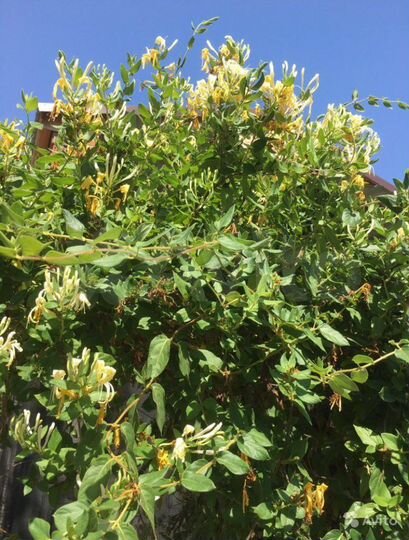 Дача 55 м² на участке 6 сот.