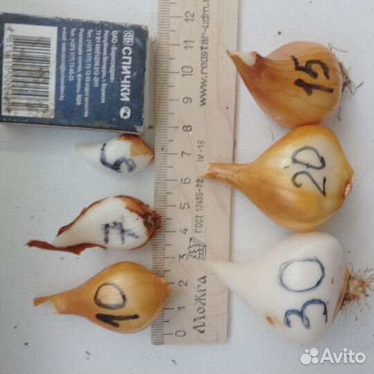 Луковицы тюльпанов